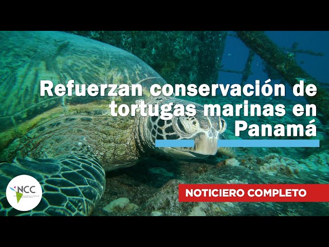 Refuerzan conservación de tortugas marinas en Panamá | 796 | 22 al 28 de septiembre 2025