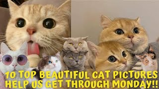 Beautiful cat pictures - Top 10 - Help Us Get Through Monday by Doweelant 8 views 1 year ago 4 minutes, 5 seconds