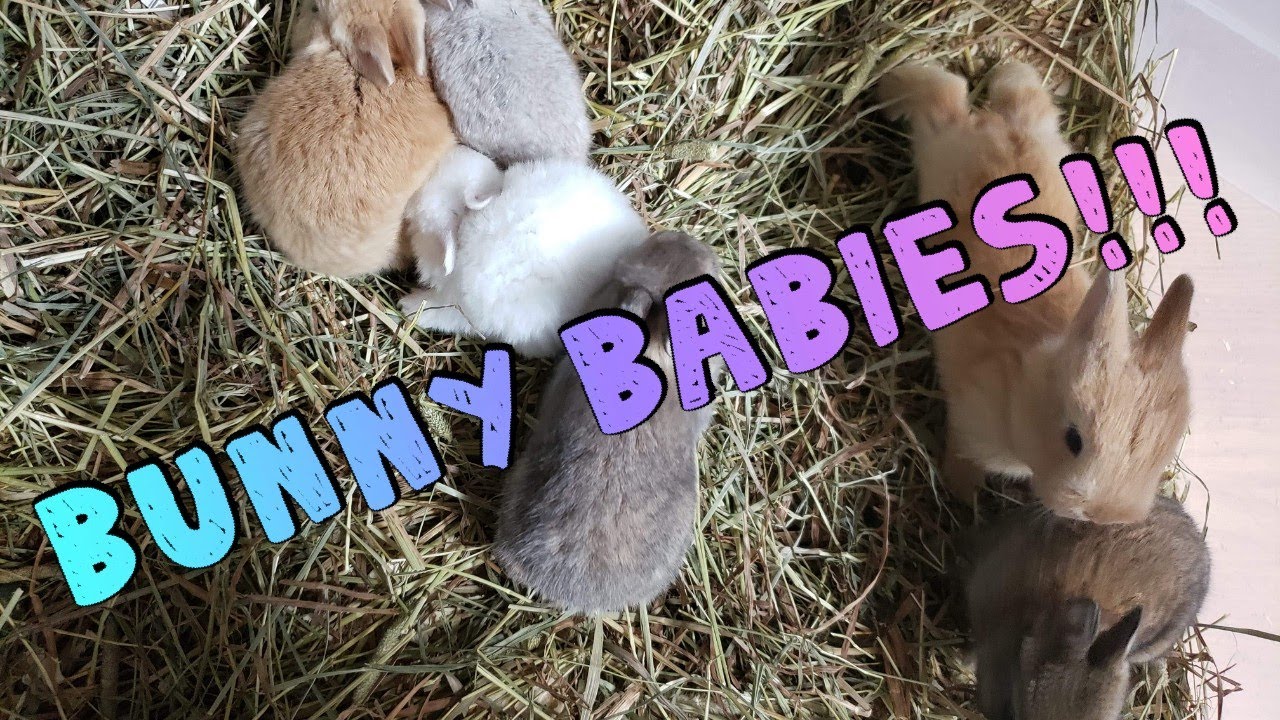 Rabbit Update: Bunny Babies Eyes Are Open - YouTube
