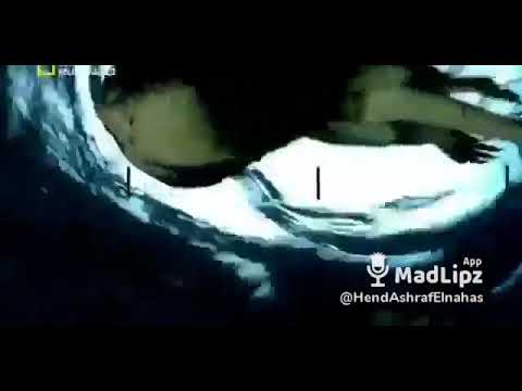 برنامج البرية الجامحة ناشيونال جيوغرافيك