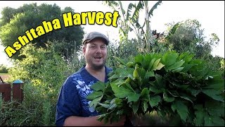 Abundant Ashitaba Harvest Powerful Ways To Include It Into Your Diet