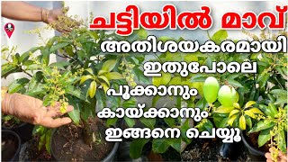 Mavu pookan malayalam tip | Mango tree fast flowering in malayalam | Prs krishi | maanga cultivation