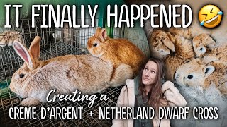 Finally, IT WORKED!  I bred a Netherland Dwarf to a fullsized Creme d'Argent meat rabbit