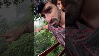 SPIDER MONKEYS in the CANOPY