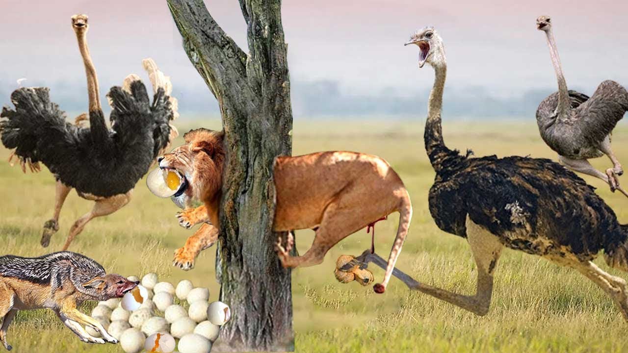 Cunning Fox Took Advantage of The Lion Being Attacked By The Ostrich to Steal The Ostrich Eggs