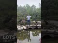 Blooper: watch till the end!😂 viinspections.com #funny #dog #chaos #park #video
