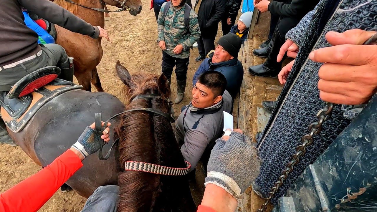 Тошкент вилояти Бустонлиқ тумани Оқберди майдонида улок копкари 2022!