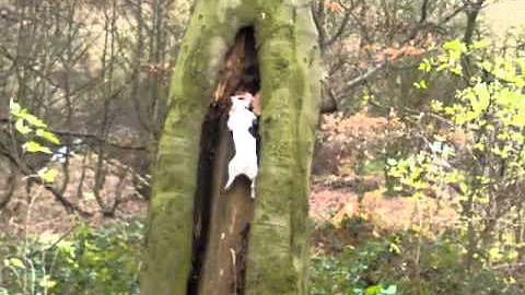 dog climbs tree