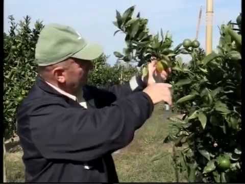 აჭარაში  მანდარინის რთველი დაიწყო