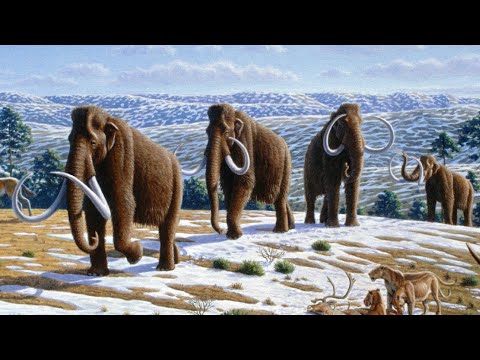 Video: Wolliges Mammut: Beschreibung, Verh alten, Verbreitung und Aussterben
