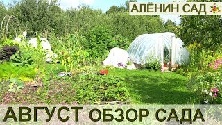 Август. Обзор Алёниного сада! Всё в подробностях:)