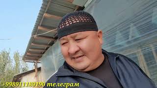 видео: ПАРВОЗЛАР ЯНГИ ЗОТЛАР ДУНЁГА КЕТДИ/ВЕТНАМ ЗОТИМ ДАМИНИ ОЛАДИ ЭНДИ.. картинка: ПАРВОЗЛАР ЯНГИ ЗОТЛАР ДУНЁГА КЕТДИ/ВЕТНАМ ЗОТИМ ДАМИНИ ОЛАДИ ЭНДИ..