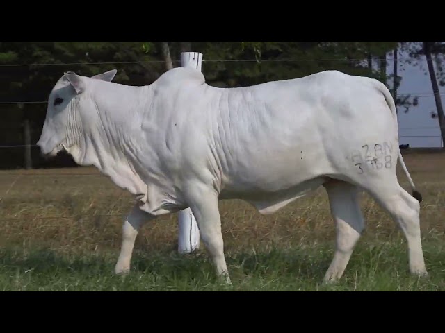 Lote 17  - AZAN 3068 - Bela Alvorada  - Nelore  Zan