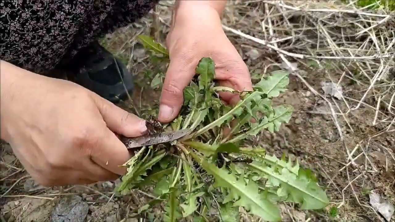 Baharda hangi  yabani yenilebilir otlar toplanır 