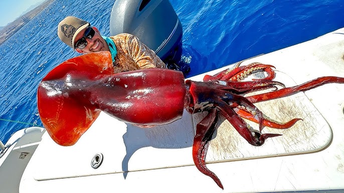 Rare Humboldt Squid Sprays Ink Everywhere!, SQUID