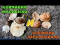 Коллибия масляная и коллибия лесолюбивая как отличить