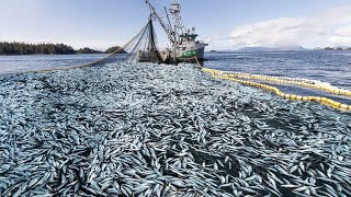 Unbelievable Big Net, Purse Seine Net of Hundreds of Tons of Skipjack Tuna on The Boat