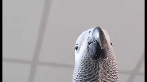 Bird making Samsung notification sounds