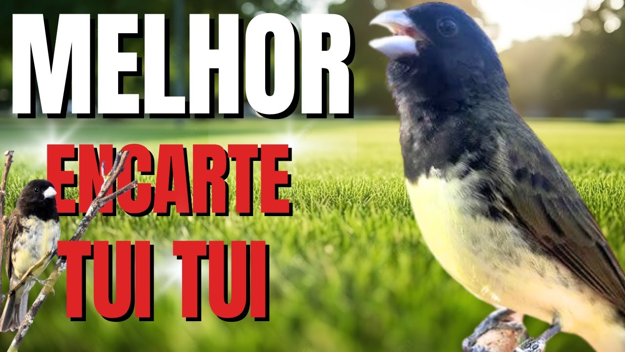 MELHOR ENCARTE PAPA CAPIM COM PIADO DE FÊMEA DE PAPA CAPIM PARA ESQUENTAR PAPACAPIM PAPACAPIM TUITUI