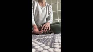4 week old Scottish Fold and Scottish Straight for reservation! by Wunderfolds Scottish Fold Cats 141 views 1 year ago 4 minutes, 14 seconds