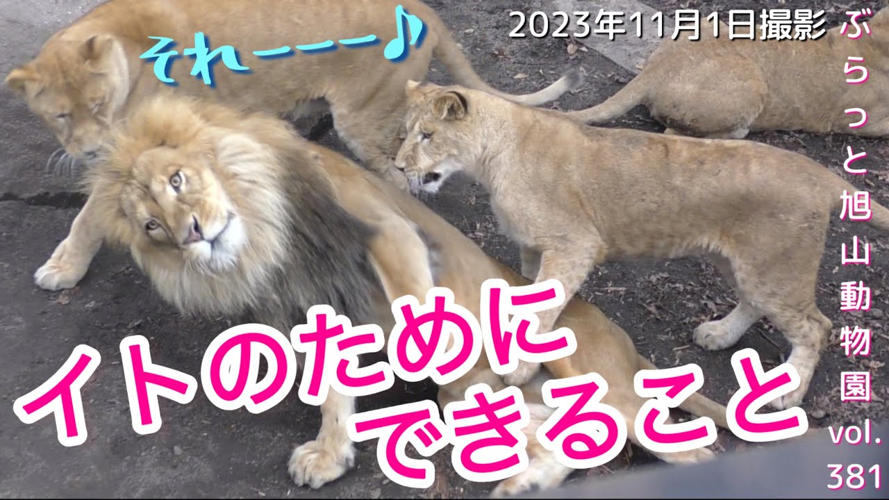 【今日のライオン】もう少しで旅たつ娘イトへ家族からの愛！イクメンオリトパパ＆イオファミリーvol381@旭山動物園/Family love for traveling lion cub
