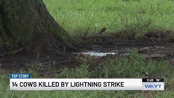 Over a dozen cows killed in lightning strike