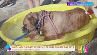 How to Keep Pets Safe During Extreme Heat and Wildfire Smoke