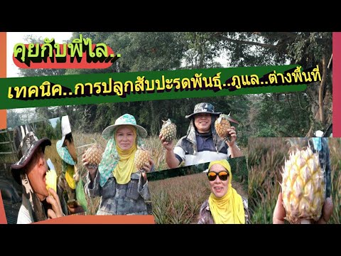 เทคนิค การปลูกสับปะรดพันธุ์..ภูแล..ต่างพื้นที่ Ep 62