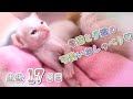 【生後17日目】お母さんと子猫のかわいい会話&よちよち歩行練習の巻【未熟児子猫成長日記】【Kittens Grow Up Vlog】