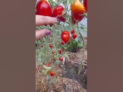 # томат "Легенда Тарасенко - YouTube