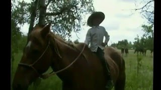Horse and Wagon Curbside Recycling crowdfunding campaign