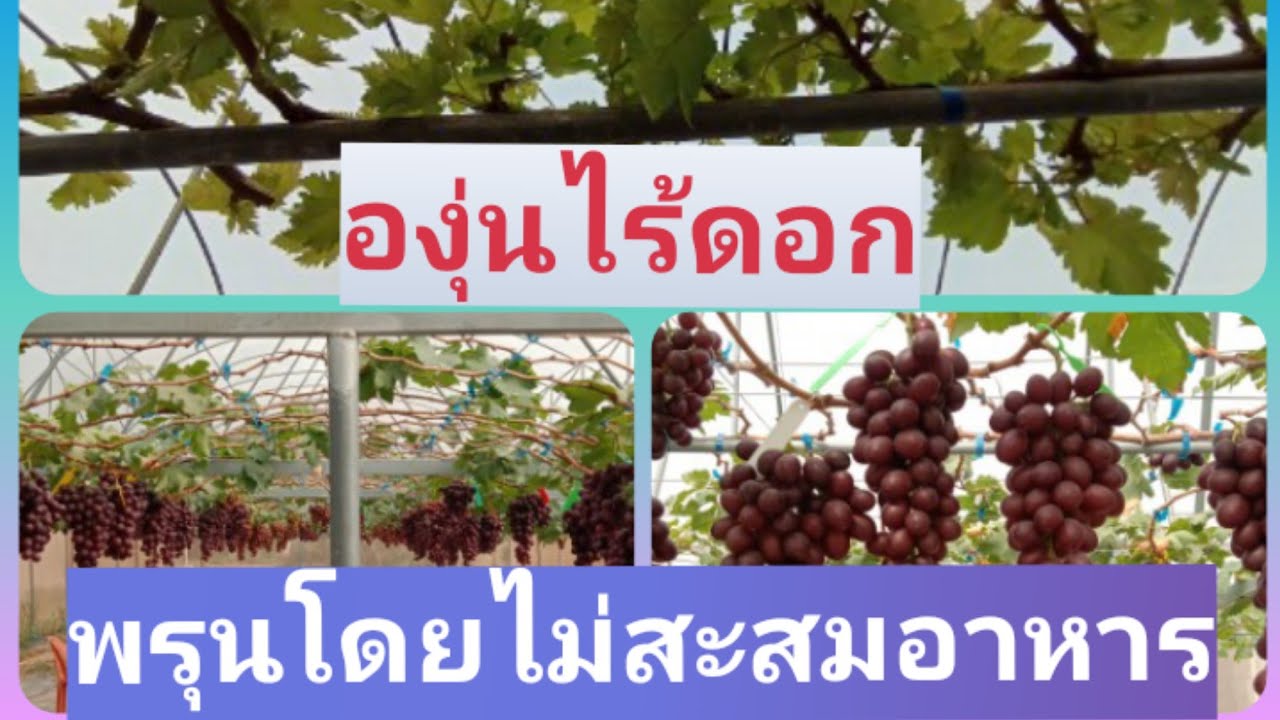 องุ่นไร้ดอก การพรุนโดยไม่ได้สะสมอาหาร โดยการรีเซ็ตกิ่ง @athipat