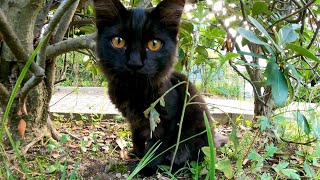 公園で見掛けた子猫の黒猫が可愛過ぎる