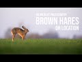 Springtime Wildlife Photography, on location with Brown hares in the UK