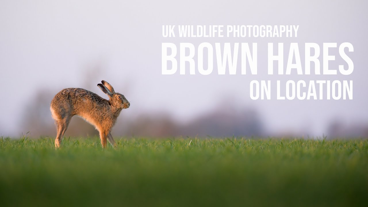 Springtime Wildlife Photography, on location with Brown hares in the UK ...