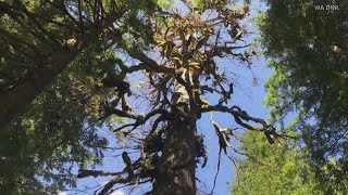 40 acres of old-growth forest in central Cascades protected through conservation effort