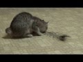 Highlander cat playing の動画、YouTube動画。