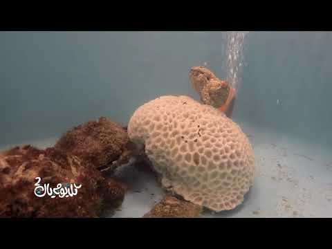 برنامج كل يوم يال 2 - الحلقة 7 - المحار المروحي