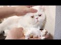 エキゾチックショートヘアのしわに溜まった汚れをごっそり取ってみた！