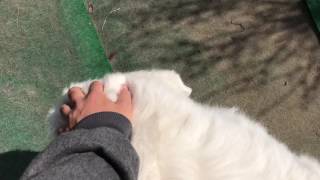 RunRun likes humans. greatpyrenees グレートピレニーズ