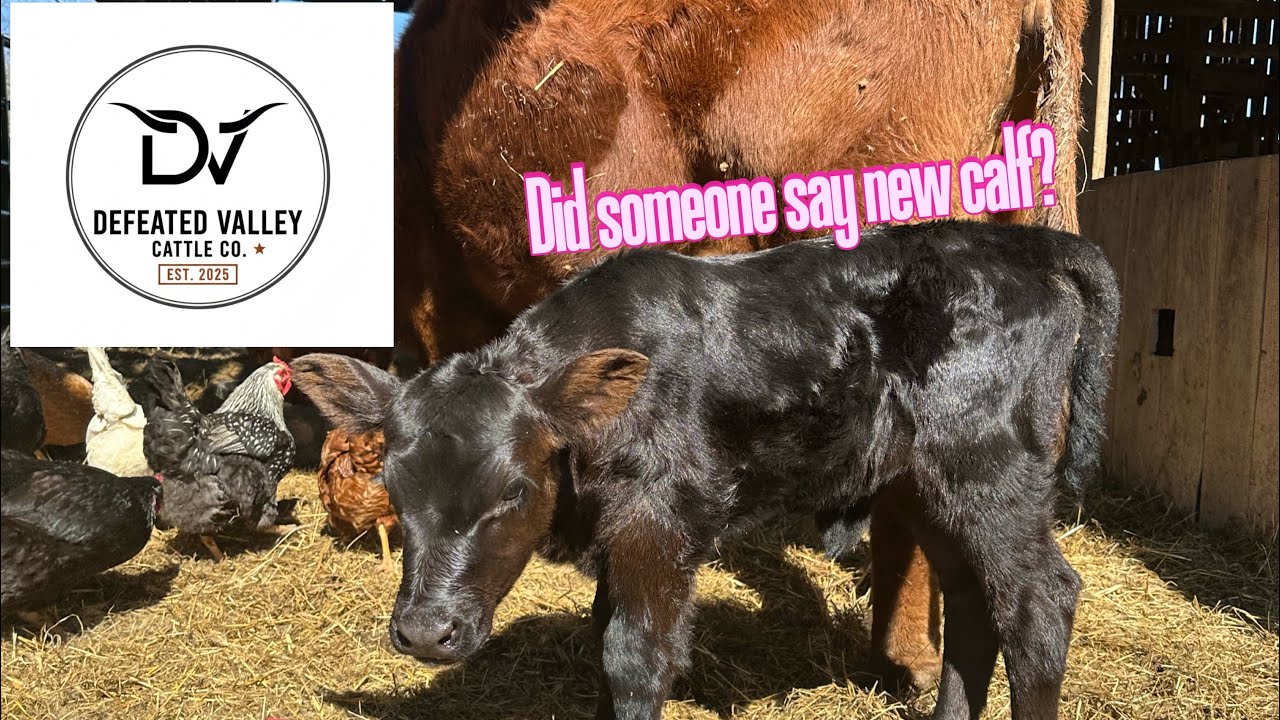Did we finally get what we were hoping for? It’s calving season!!! 