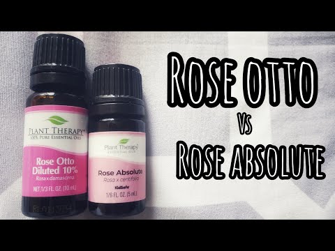 Rose Otto vs Rose Absolute | Which one should I choose?