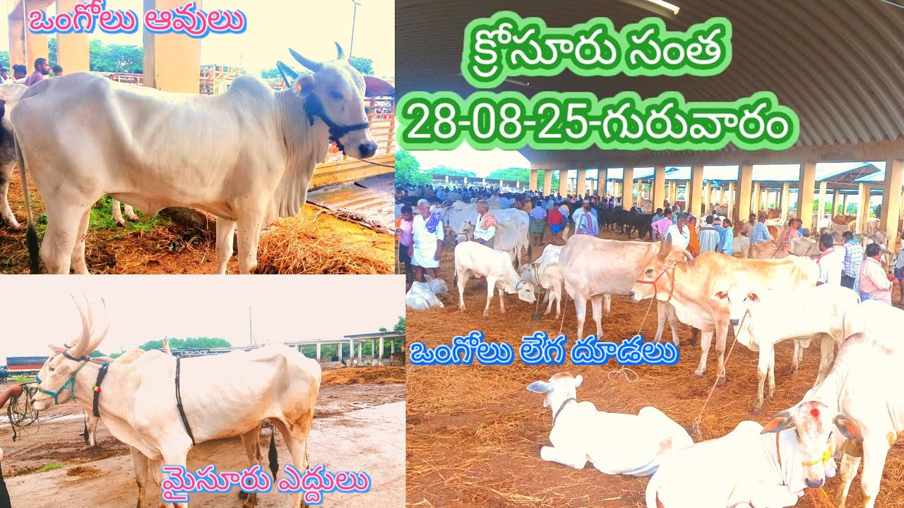 #క్రోసూరు సంత లో ఒంగోలు ఆవులు 