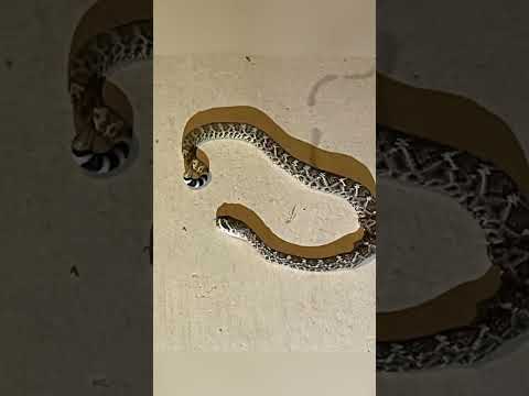 21 May 2025 21 May 2025