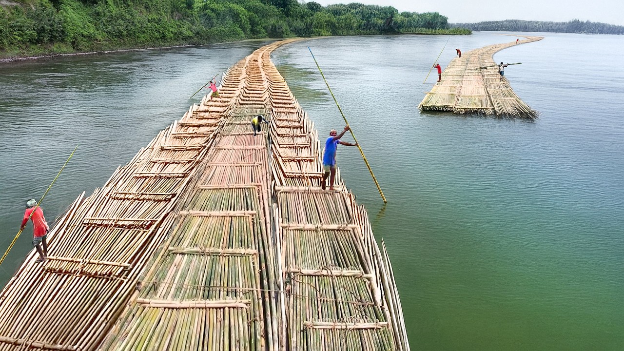 The Genius but Dangerous Solution They Found to Move Millions of Bamboos