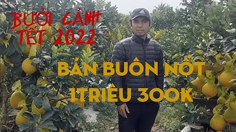 bưởi cảnh tết 2022 sđt chong clips bán buôn 1triêu300k