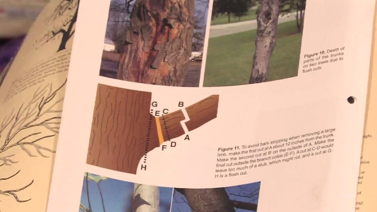 Gardening Pruning How To Prune Dwarf Apple Trees YouTube gardening-pruning-how-to-prune-dwarf-apple-trees-youtube