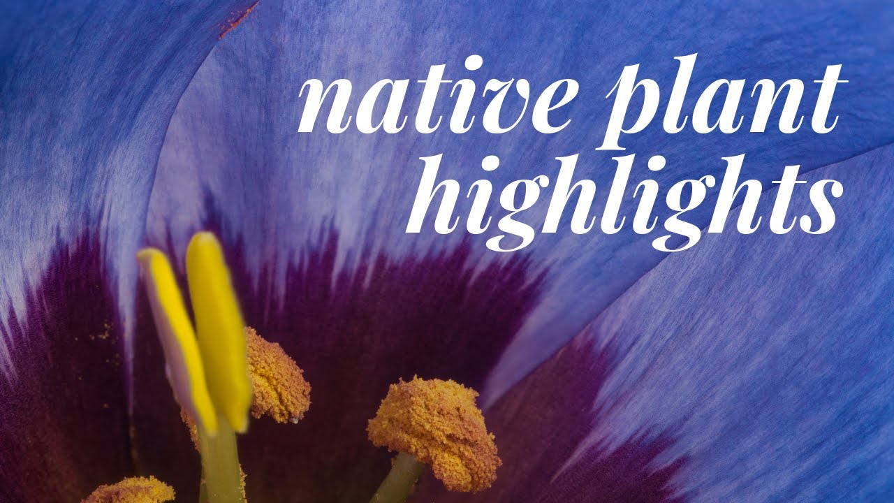 Native Plant Highlights 2021 Spring Plant Sale YouTube