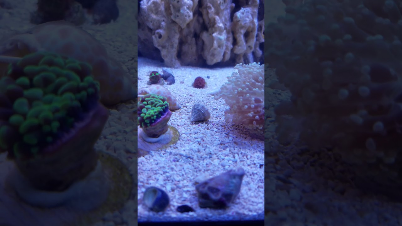 Hammer Coral Not Opening Up YouTube