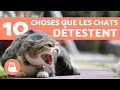 10 choses que les chats dtestent le plus et que vous devriez viter 